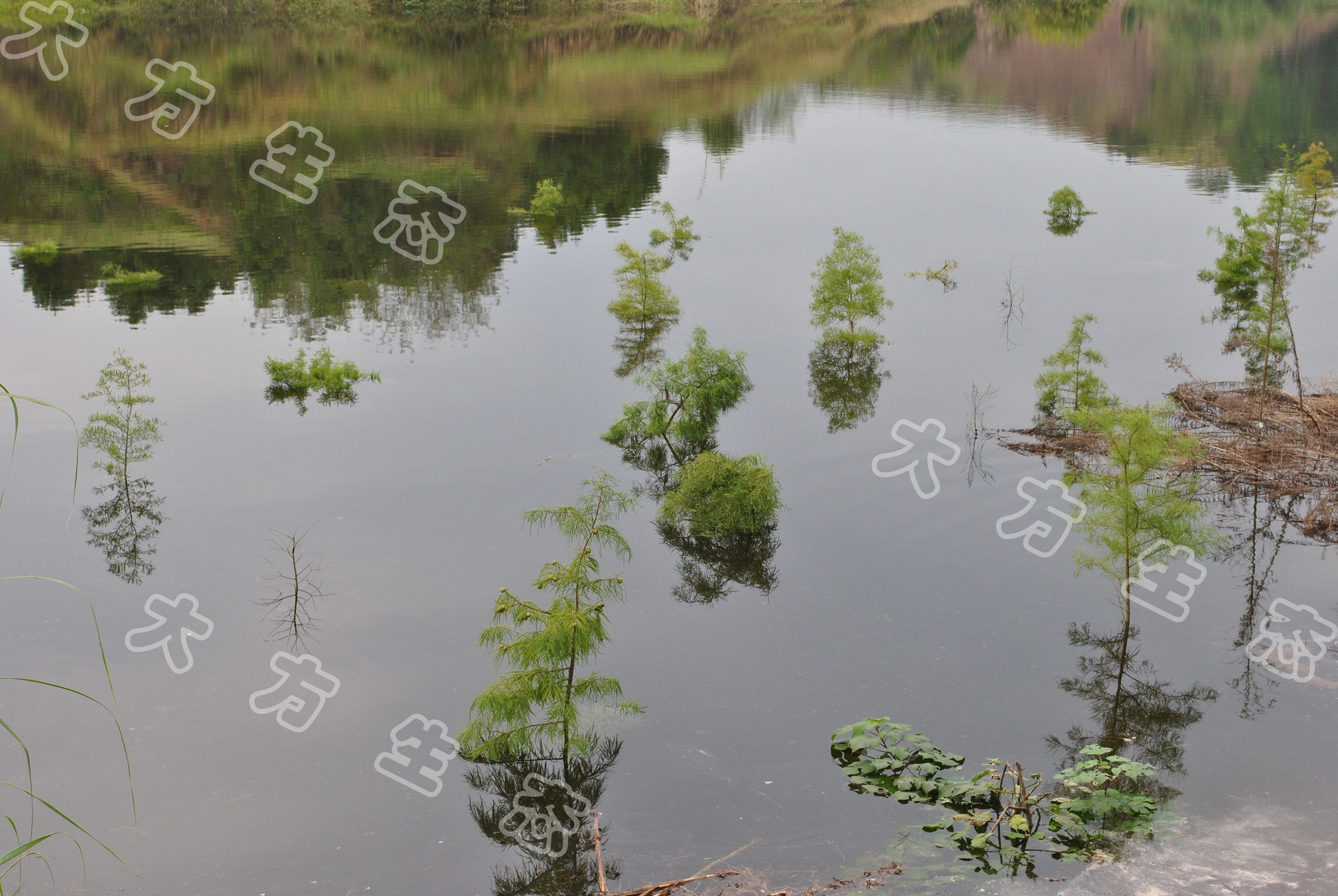 經(jīng)受冬季水淹考驗的三峽庫區澎溪河白夾溪漲落帶林澤.jpg